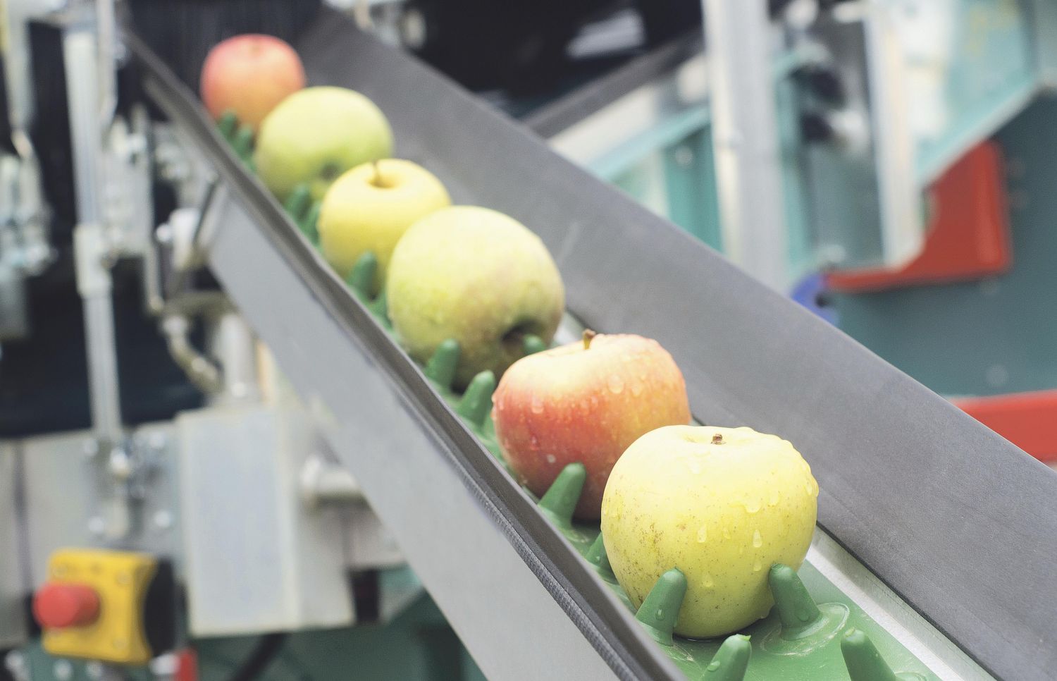  Äpfel auf einem Transportband. Eine Verpackungsmaschine bei der Arbeit